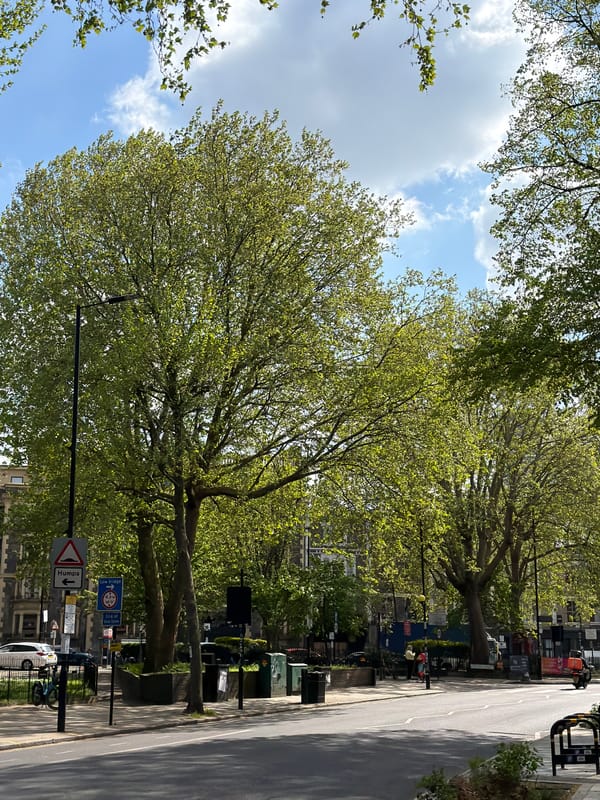 London street scene shows lush green trees on sunny spring day