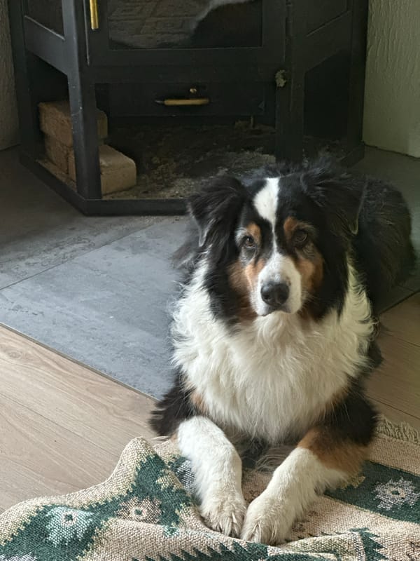 Australian Shepherd rests by wood stove in Dubna home
