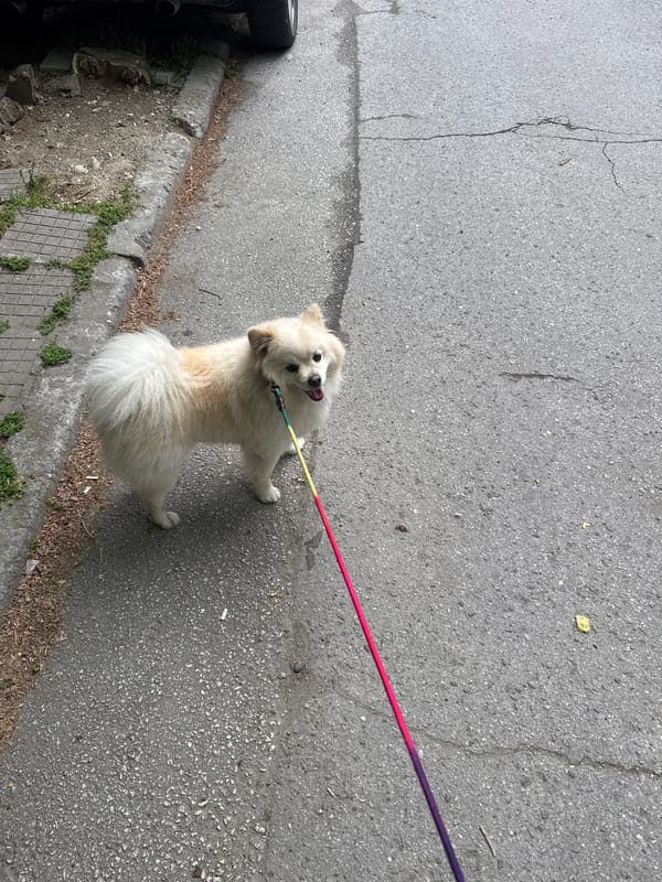 Small white dog spotted on colorful leash in Asenovgrad