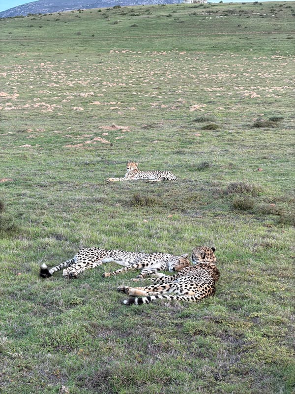 Three cheetahs rest in South African grassland