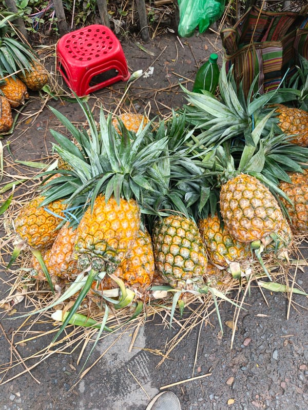 Pineapples and coconuts at a Jashore roadside fruit stall