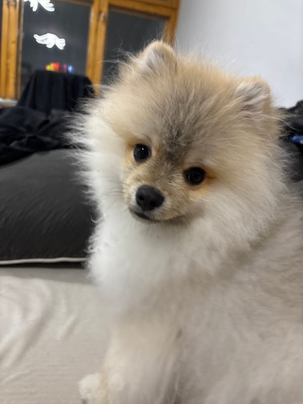 Fluffy Pomeranian photographed in indoor portrait session in Plovdiv