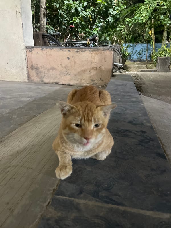 Mumbai witnesses document cat, gin bottle, food grid