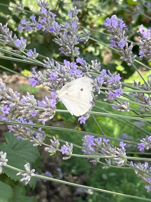 Shymkent garden morning: butterflies, blooms, berries, and kittens