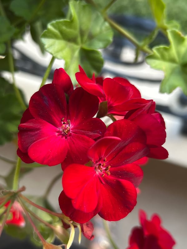 Balcony garden photography session captures vibrant geraniums in Plovdiv