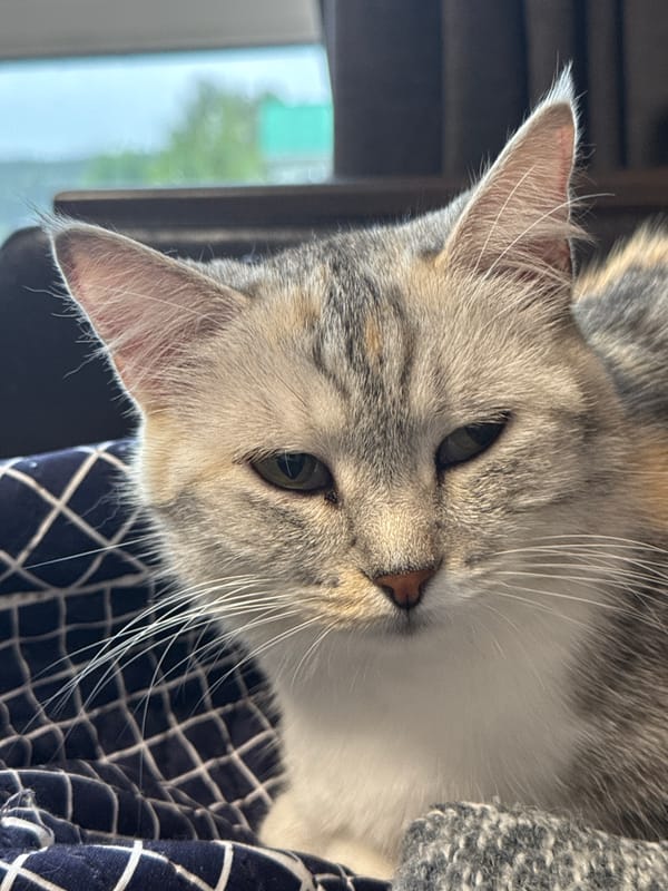 Cats and homemade desserts in a Izhevsk apartment
