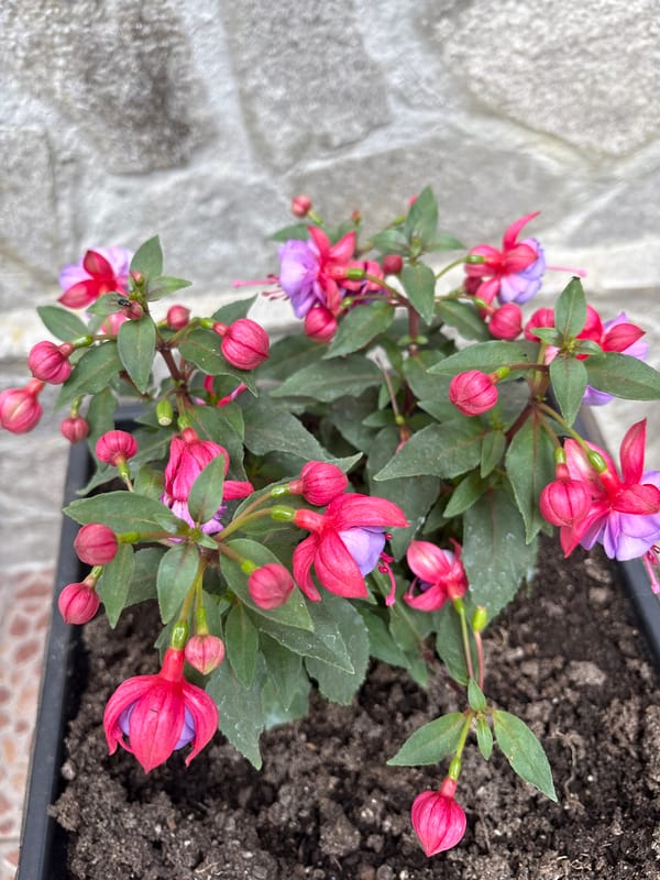 Spring flowers photographed in Bulgarian garden planters