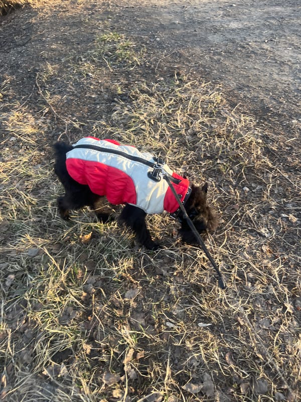 Early morning dog walk captured in Podolsk residential area