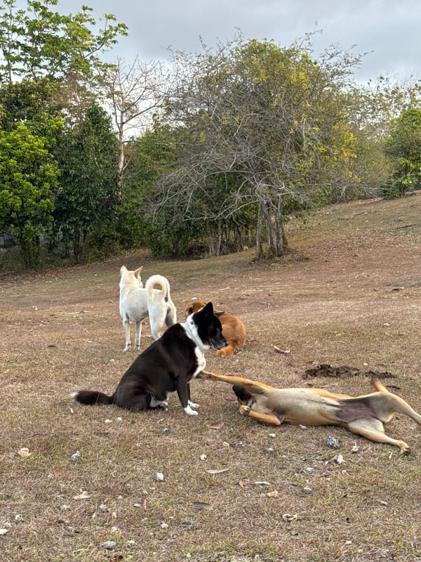 Dogs playing and resting on a dry field in Kuta Selatan