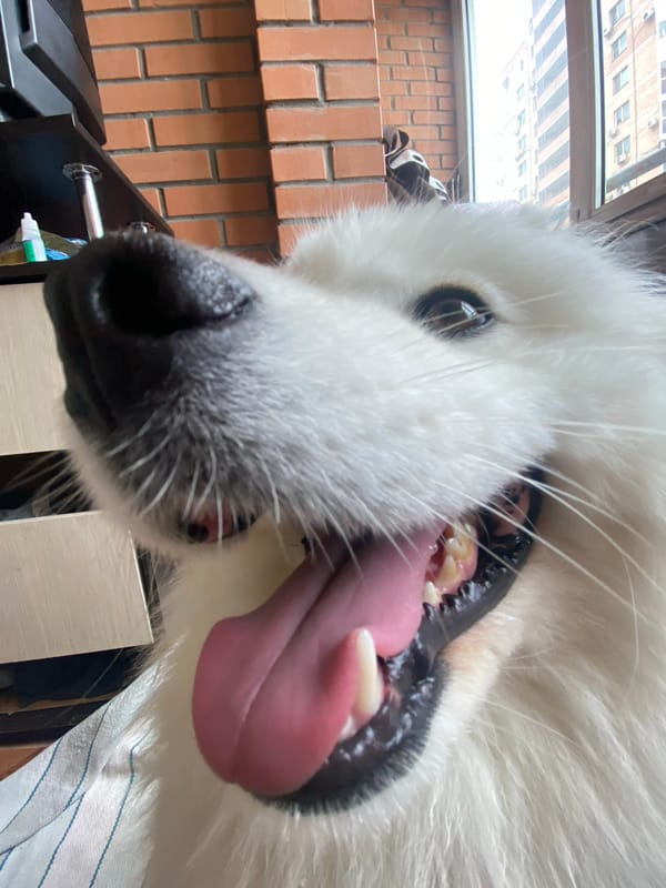 Samoyed dog mugs for the camera in Khabarovsk