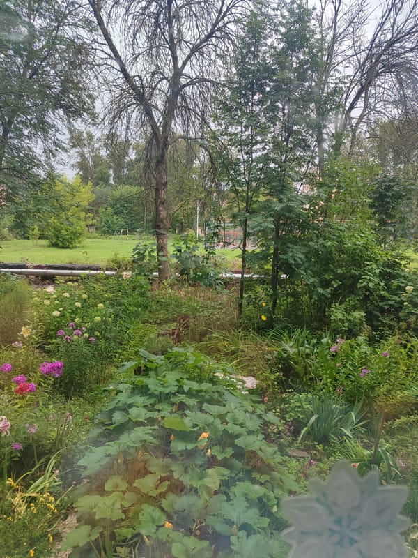 Garden, kitten, and gaming on a quiet Teykovo morning