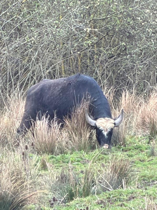 Rural scenes documented in Esch-sur-Alzette: cow, overcast sky, birds