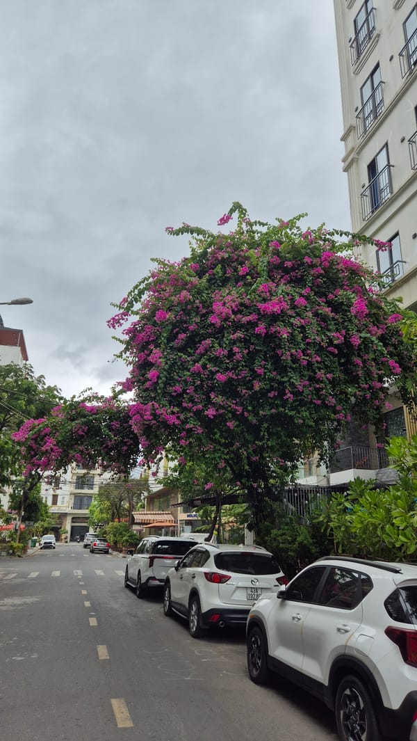 Morning street life documented across Đà Nẵng neighborhoods