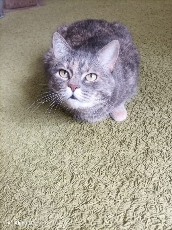 Tabby cat resting on a light green carpet in rural Belarus