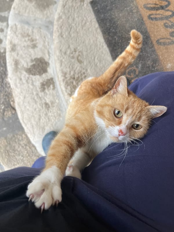 Cat seeks attention, person uses attic stairs in Bulgarian town