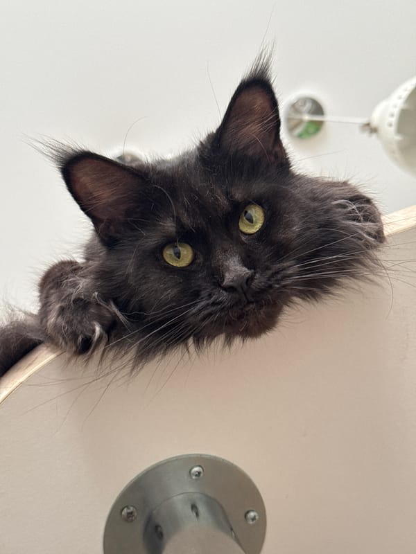 Cat hangs head over surface edge in Sirius, Russia