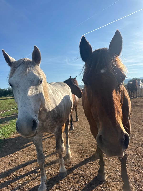 Two horses observed in dirt enclosure in Bulgarian village