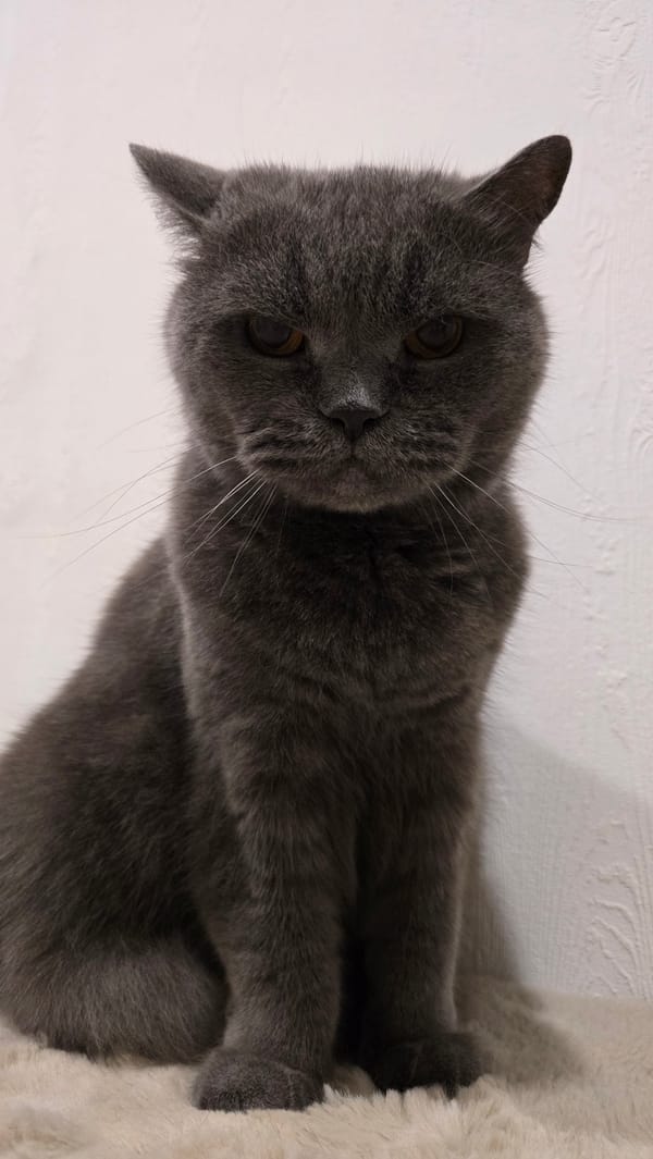 Gray British Shorthair cat chilling at home in Krasnodar