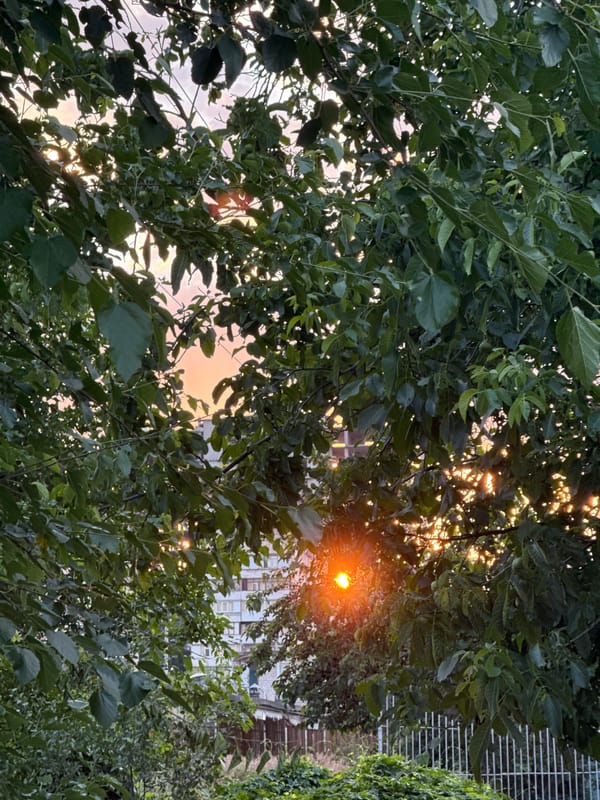 Sunset hour in Zaporizhzhia, streets and a dog