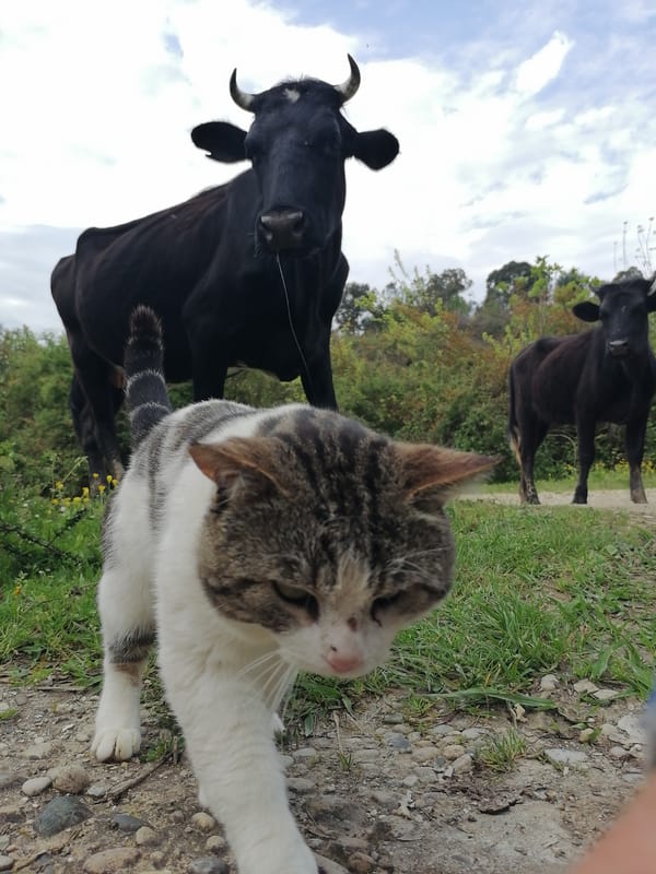 Rural morning scene: Person feeds cows, cat mingles in Abkhazia