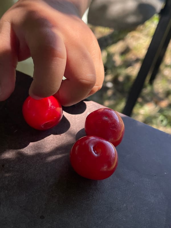 Fresh red cherries up close in Timișoara
