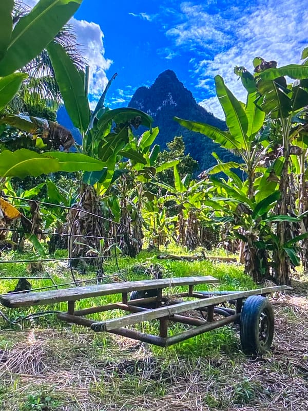 Rural scenes captured in Tinaquillo, Venezuela countryside