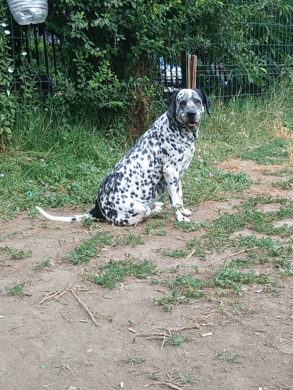 Dalmatian's morning park session in Plovdiv, frisbee included