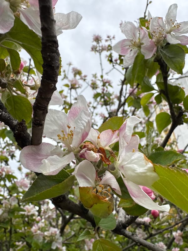 Apple blossoms bloom in springtime Sevastopol