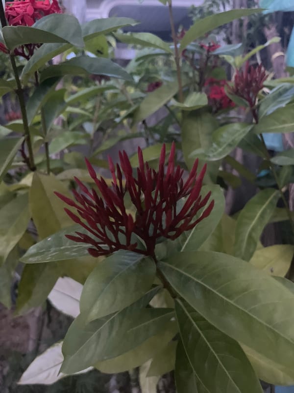 Garden close-ups: flowers and chili peppers in Lhokseumawe