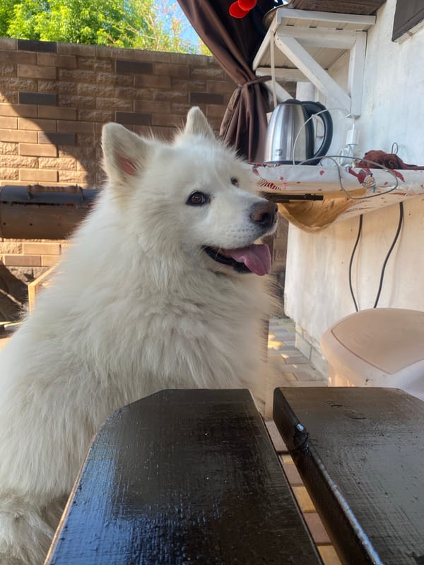 Samoyed doing absolutely nothing, perfectly.