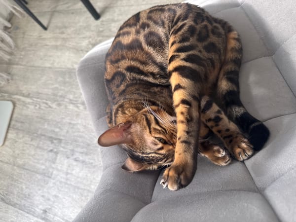 Bengal cat napping on a gray chair in Tolyatti