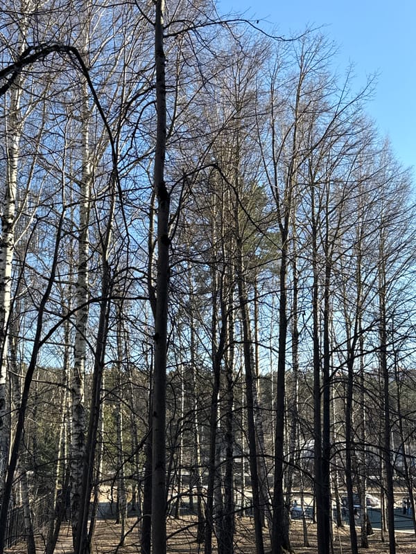 Bare birch trees photographed against blue sky in Dmitrov