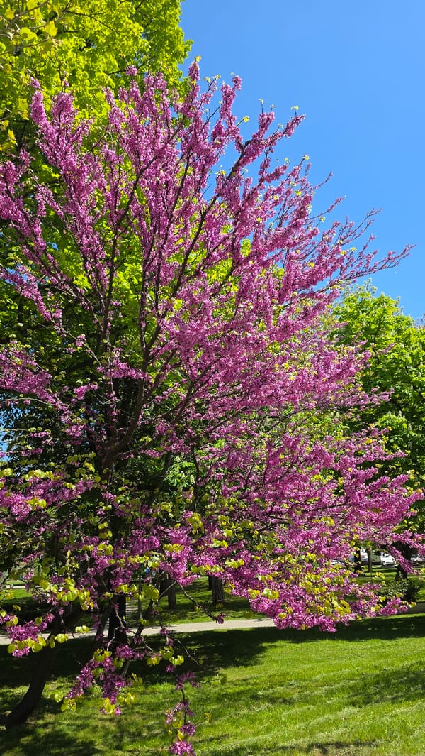 Redbud tree blooms pink in Gabrovo, Bulgaria