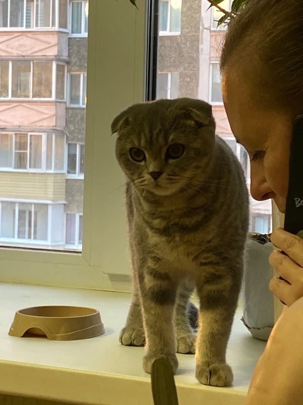 Cat photos and driving captured in Votkinsk, Russia