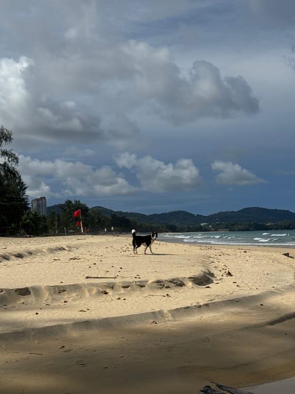 Dogs run free on Karon Beach while a fisher works the surf