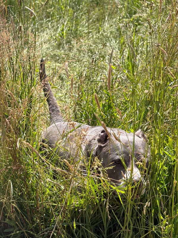Man and dog enjoy sunny afternoon walk in Luxembourg countryside