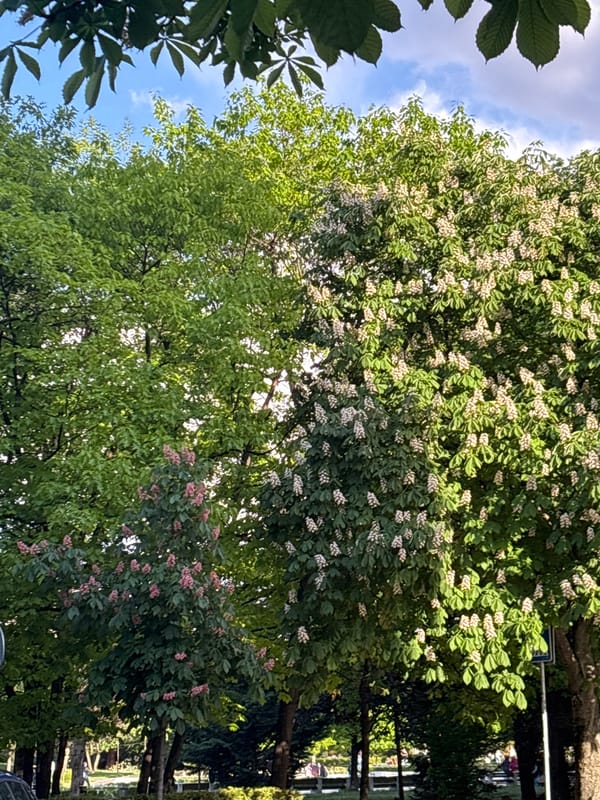Woman with Starbucks walks among blooming trees in Sofia