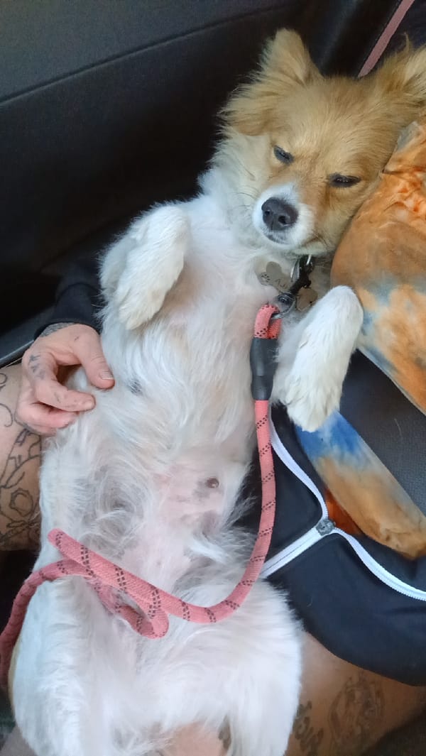 Dog rests on owner's lap in Moorpark