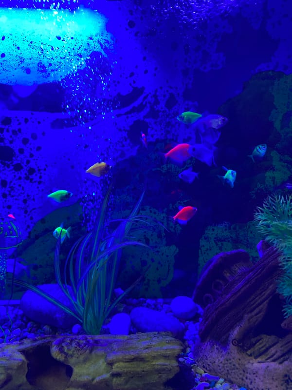 Fluorescent fish glow under UV lighting in Chaikovsky aquarium