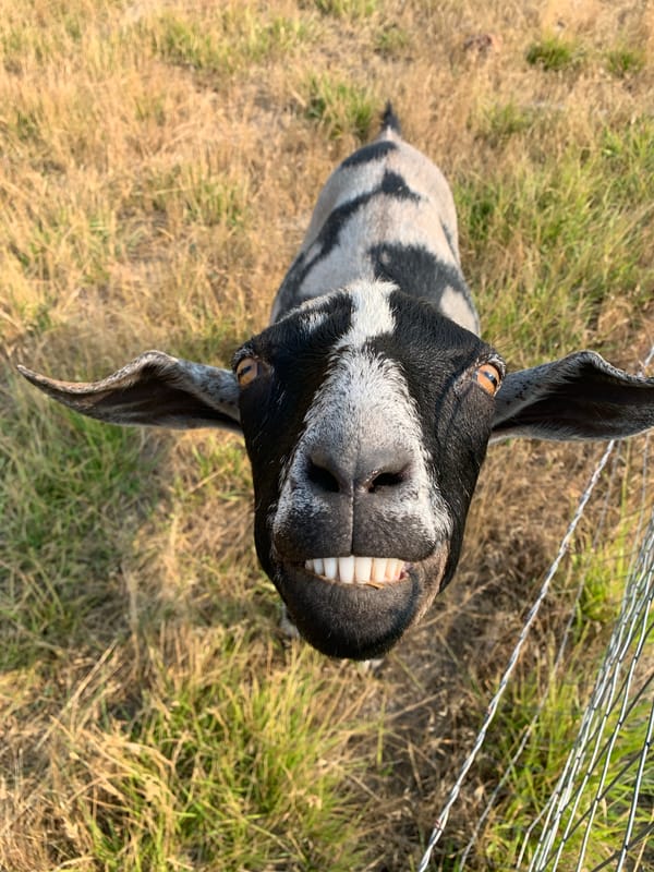 Black and white goat mugs for the camera in a dry field