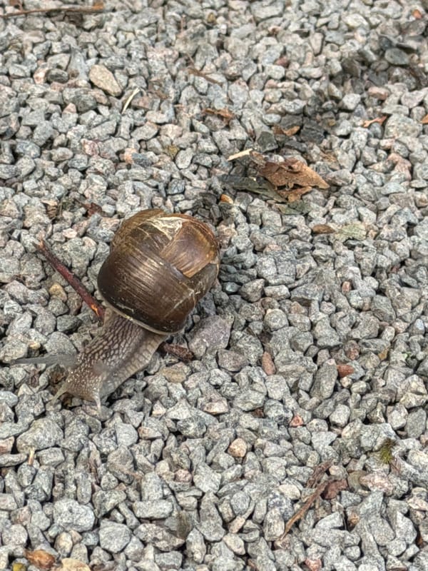 Snails on gravel and handmade crochet in Khimki