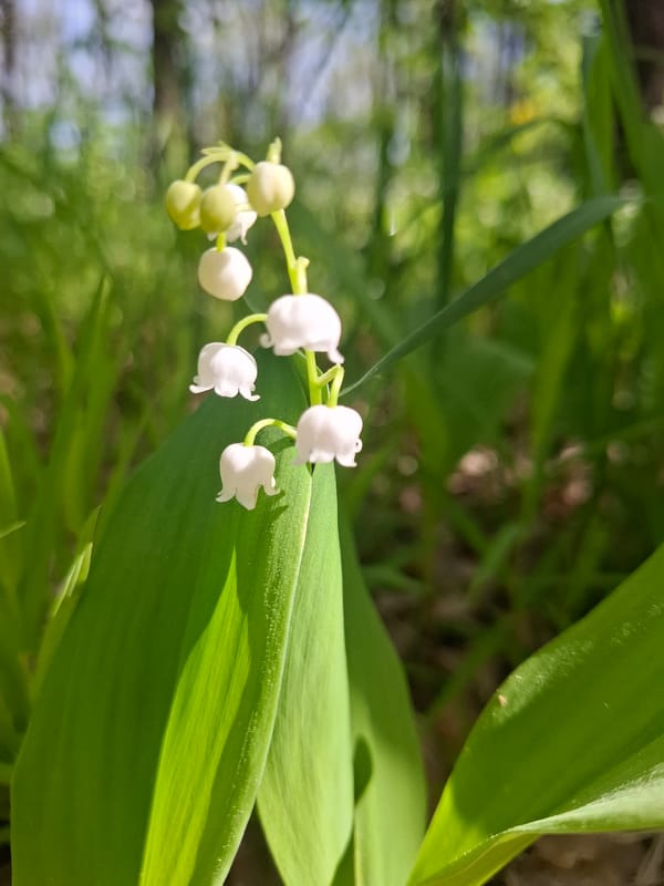Spring wildflowers documented during morning walk in Khlevnoye, Russia