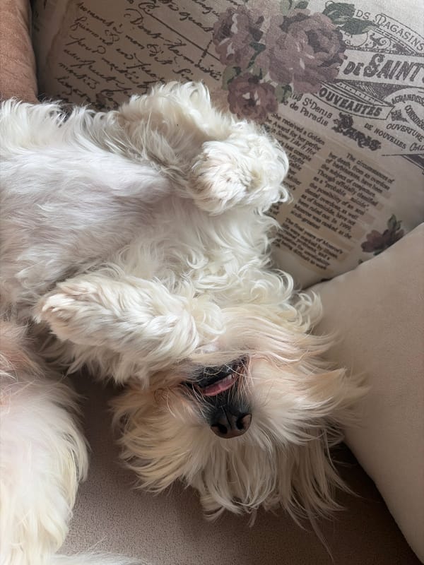 White fluffy dog relaxes belly-up on couch in Sofia