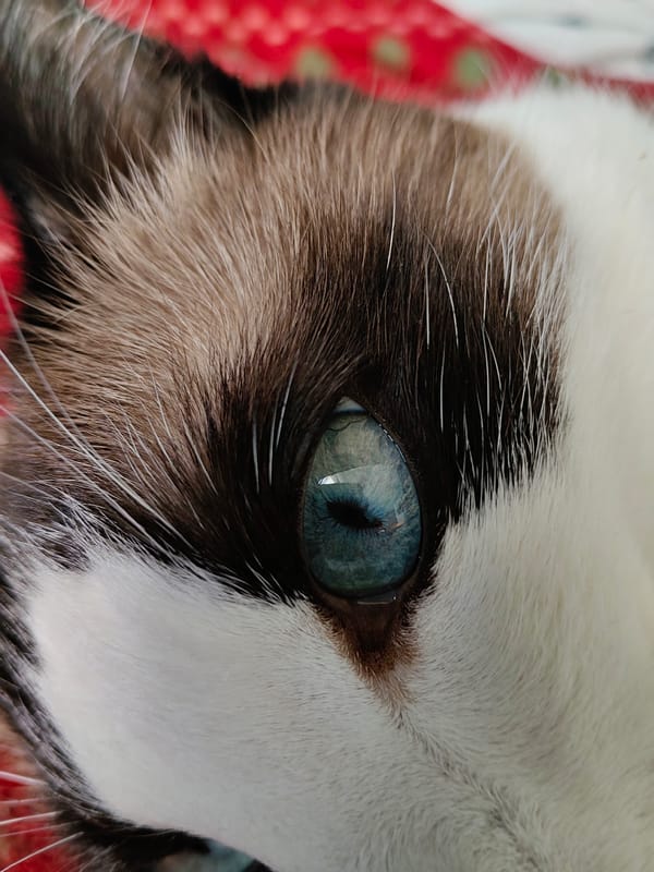 Cat's blue eye photographed in close-up in Saint Petersburg