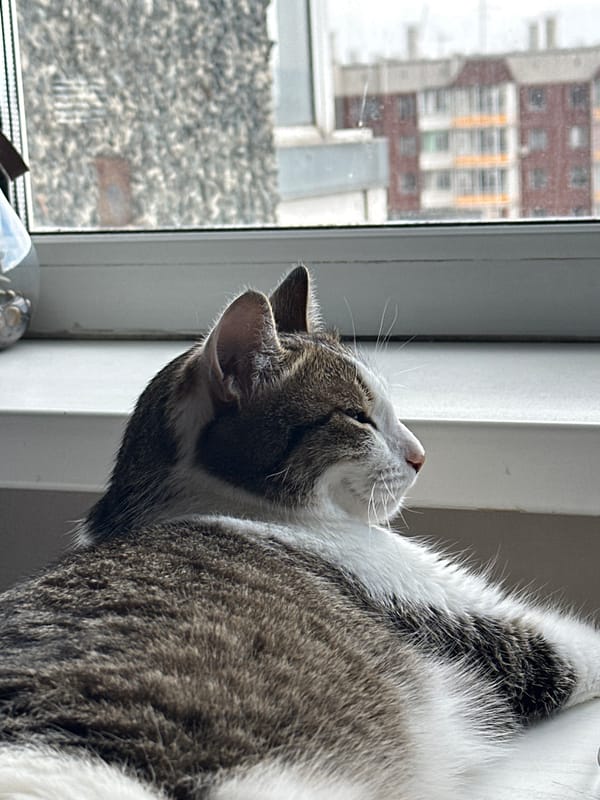 Cat rests on window sill in Krasnoyarsk