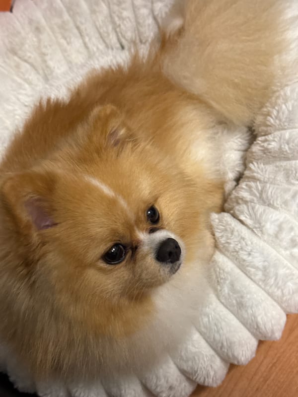 Pomeranian dog resting at home in Pazardzhik, Bulgaria