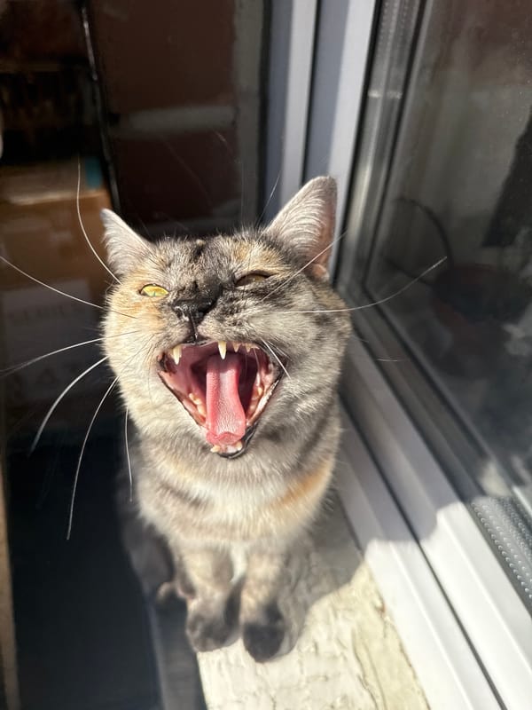 Cat photographed in multiple close-up shots in Kazan
