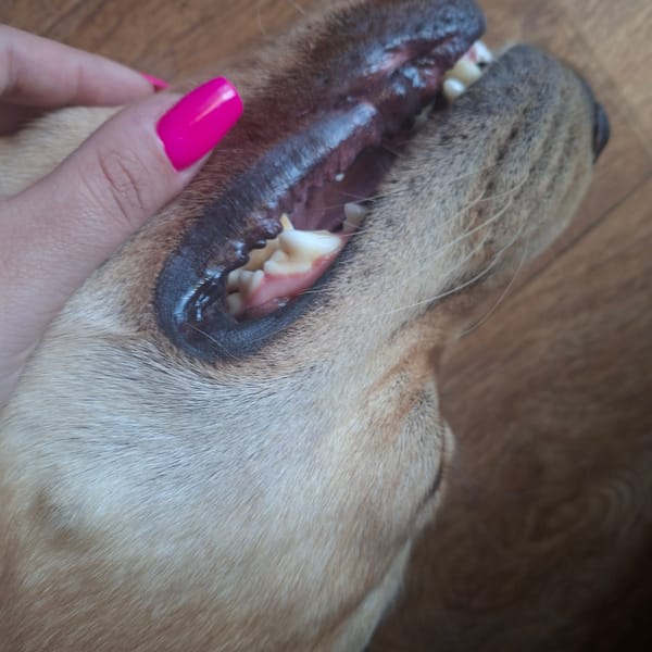 Labrador getting a close-up health check and some downtime