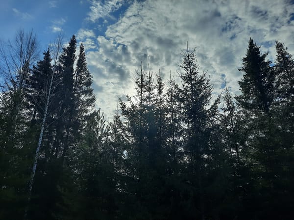 Cloudy sky view through trees in Krasnogorskoye Russia