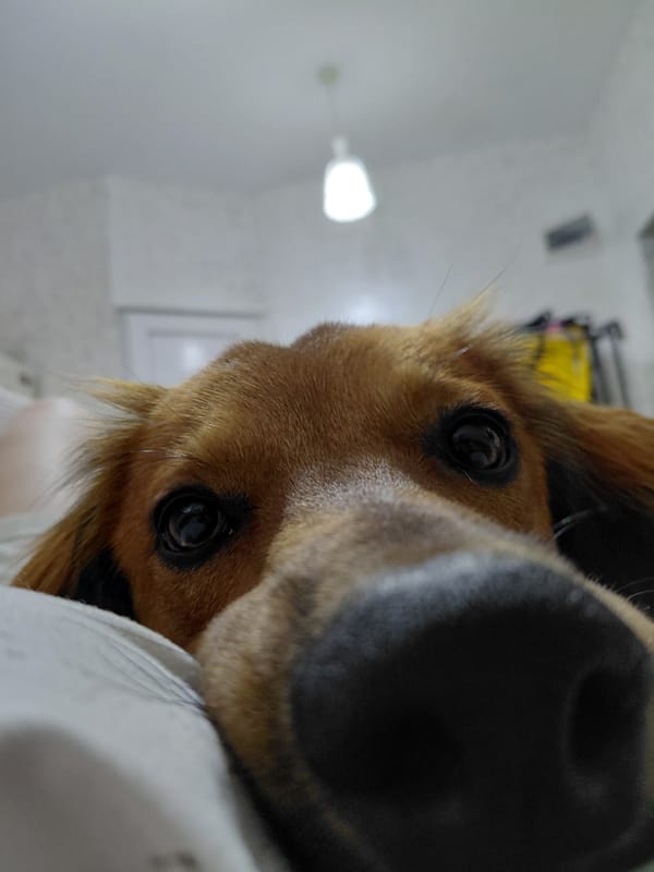 Lazy morning with two ginger dogs in Batumi